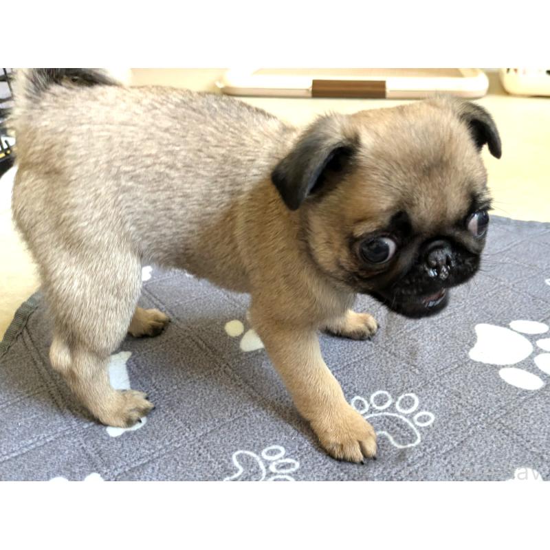 販売中の茨城県のパグ-447137の5枚目