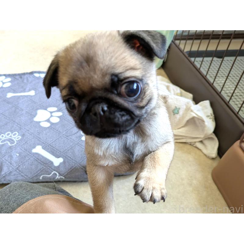 販売中の茨城県のパグ-447137の4枚目