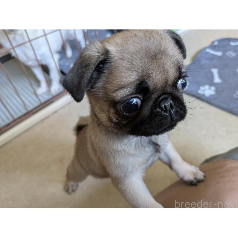 販売中の茨城県のパグ-447137の3枚目