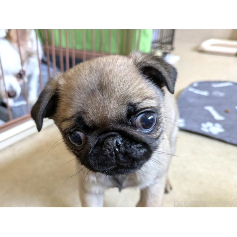 販売中の茨城県のパグ-447137の2枚目