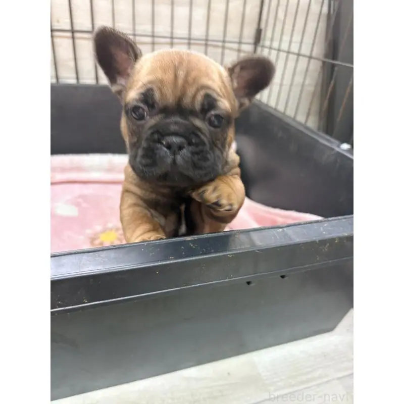 販売中の岡山県のフレンチブルドッグ-453997の4枚目