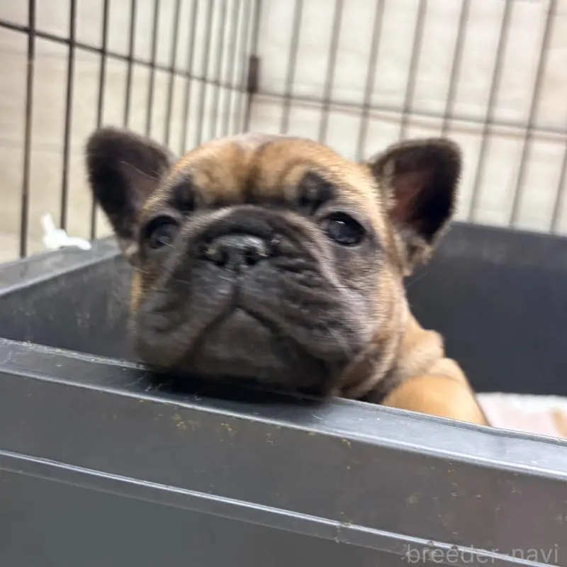 販売中の岡山県のフレンチブルドッグ-453997の3枚目