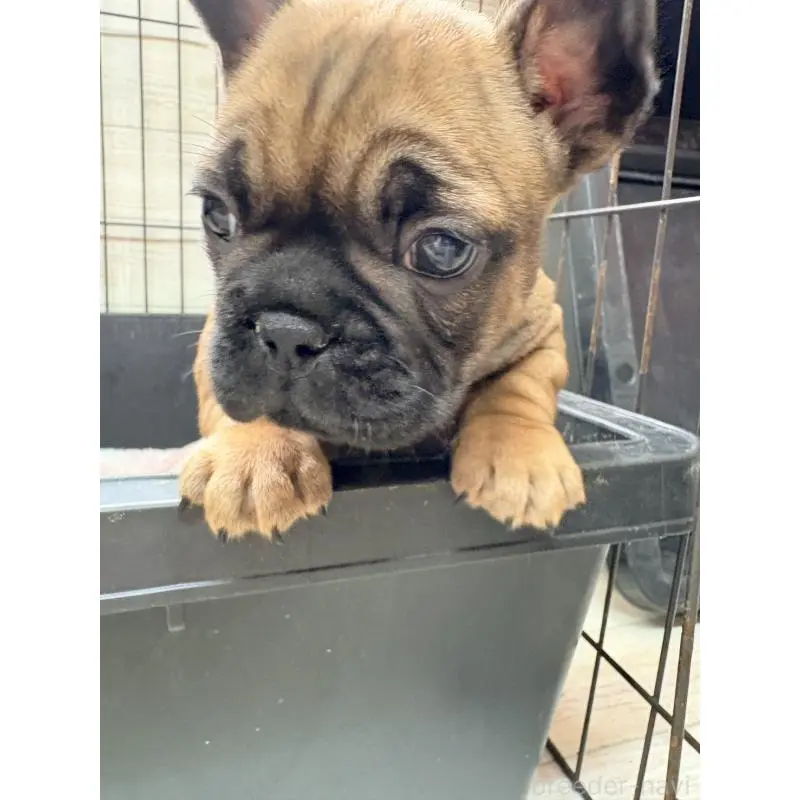 販売中の岡山県のフレンチブルドッグ-453997の2枚目