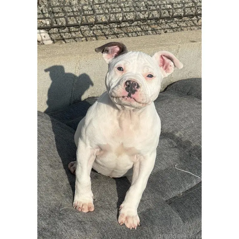 販売中の徳島県のアメリカンピットブルテリア-453999の3枚目