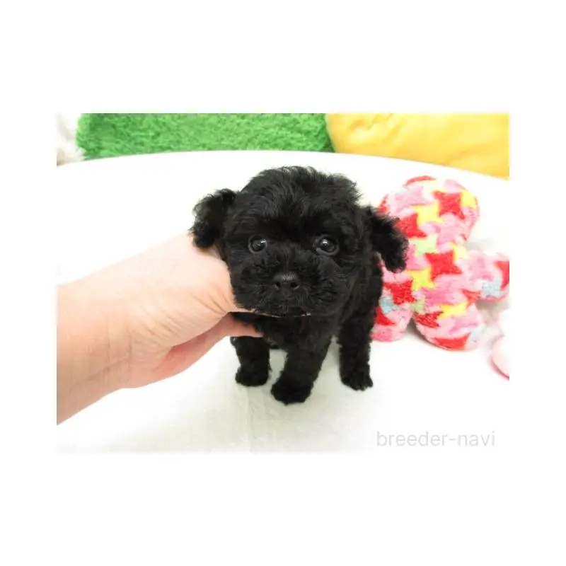 販売中の大阪府のトイプードル-454000の2枚目