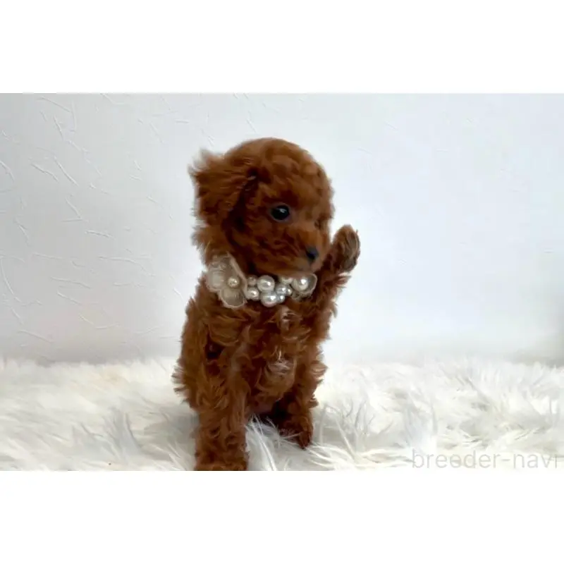 販売中の愛知県のタイニープードル-454007の3枚目