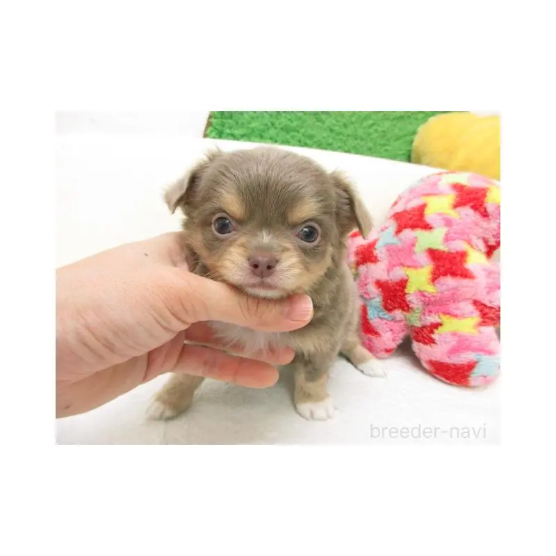 販売中の大阪府のチワワ(ロングコート)-454002の2枚目