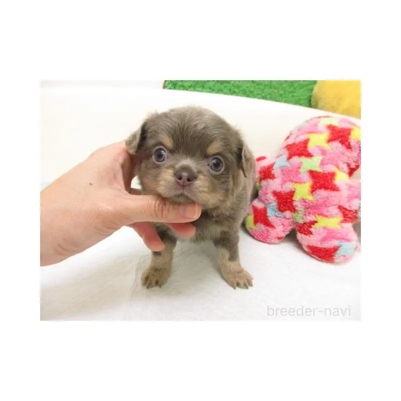 販売中の大阪府のチワワ(ロングコート)-454004の2枚目