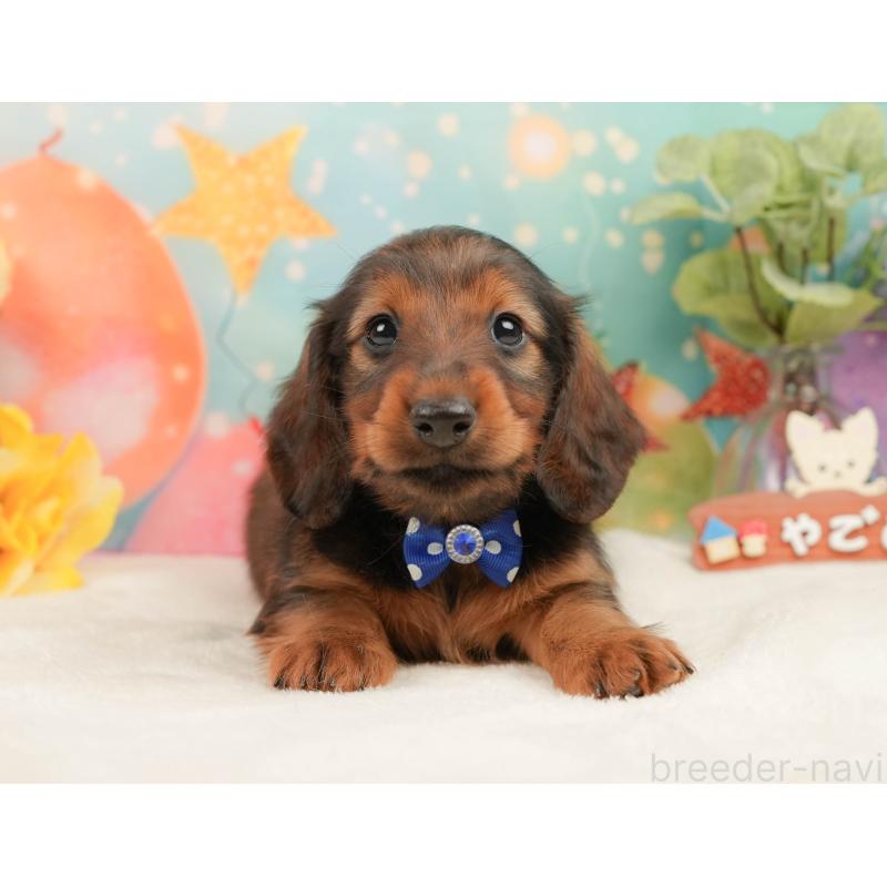 販売中の神奈川県のミニチュアダックスフンド(ロングヘアード)-454288の12枚目