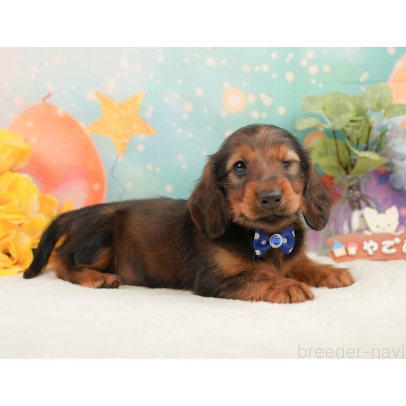 販売中の神奈川県のミニチュアダックスフンド(ロングヘアード)-454288の8枚目