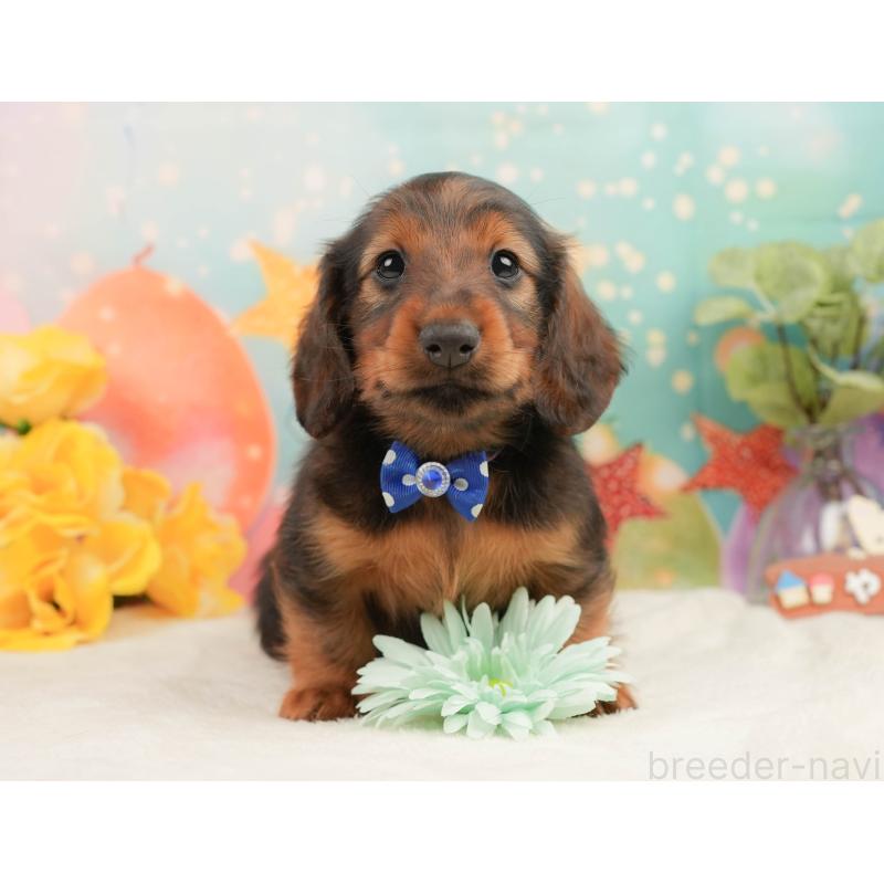 販売中の神奈川県のミニチュアダックスフンド(ロングヘアード)-454288の6枚目