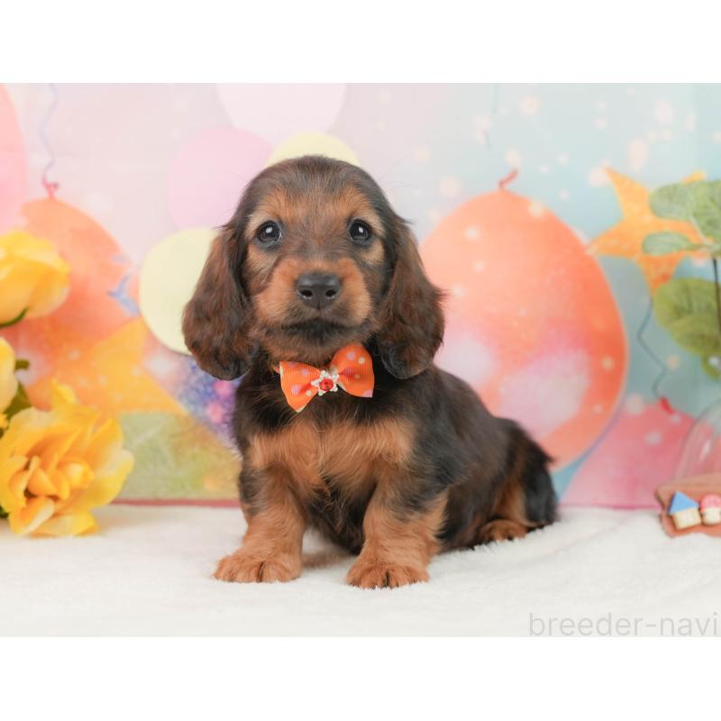 販売中の神奈川県のミニチュアダックスフンド(ロングヘアード)-454289の7枚目