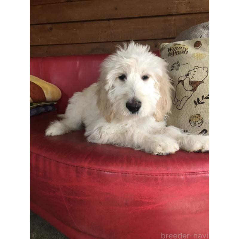 販売中の兵庫県のゴールデンドゥードル:ゴールデンレトリーバー×プードル-444205