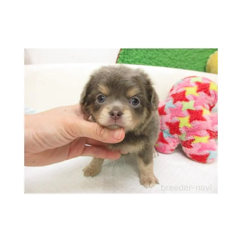 販売中の大阪府のチワワ(ロングコート)-454005の2枚目