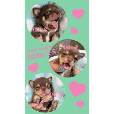 ♀︎チワワ(スムースコート)