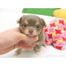 ♀︎チワワ(ロングコート)