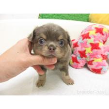 ♀︎チワワ(ロングコート)