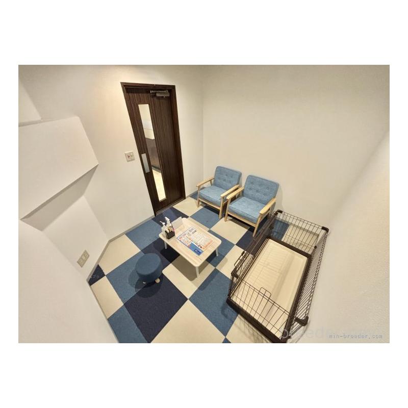 販売中の愛知県のトイプードル-450038の2枚目