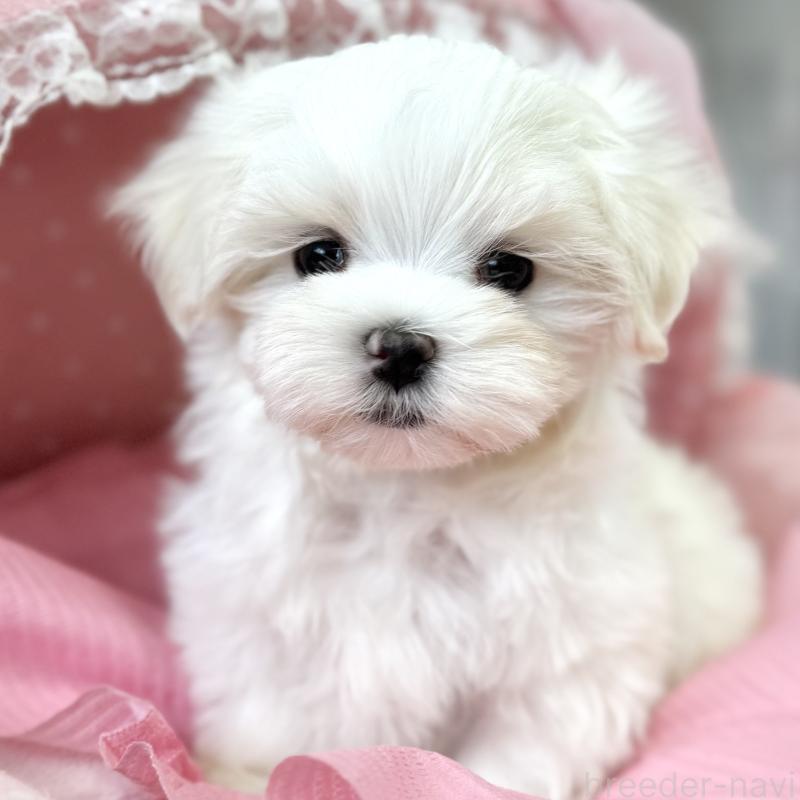 販売中の大阪府のマルチーズ-454245の9枚目