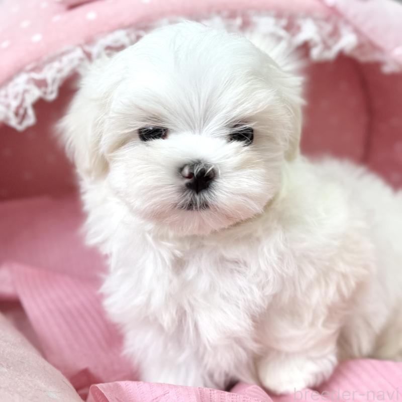 販売中の大阪府のマルチーズ-454245の8枚目