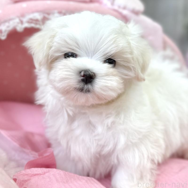 販売中の大阪府のマルチーズ-454245の7枚目