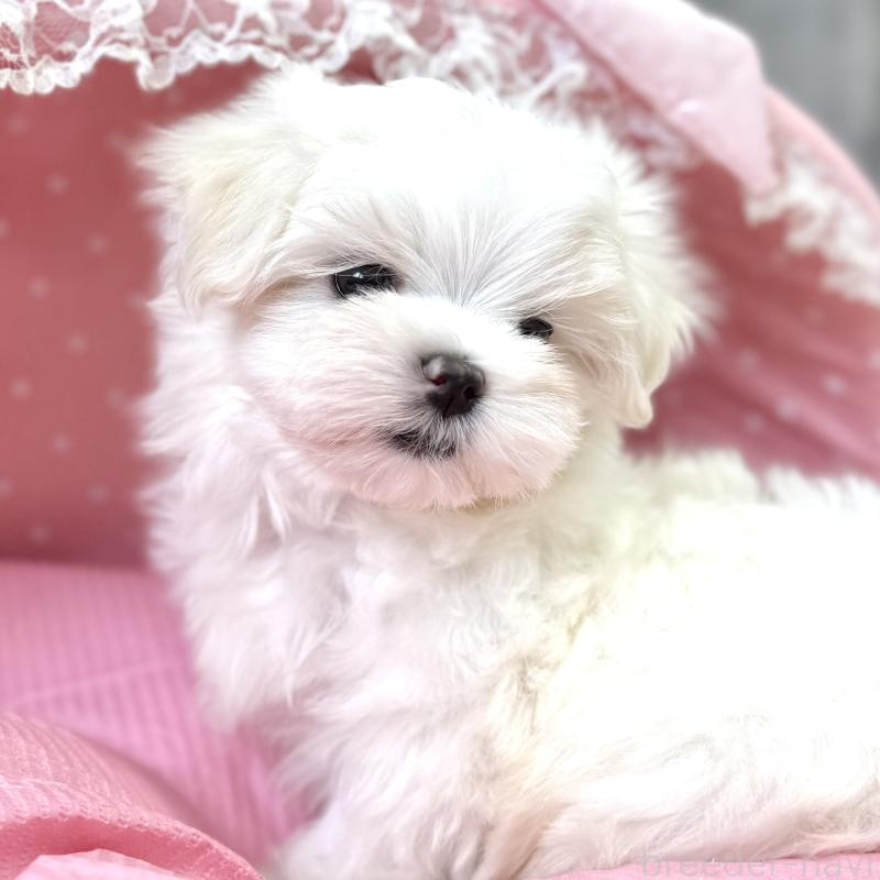 販売中の大阪府のマルチーズ-454245の6枚目