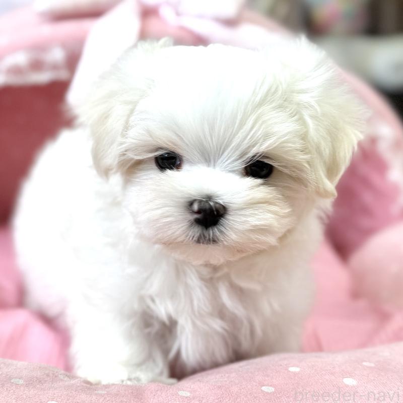 販売中の大阪府のマルチーズ-454245の5枚目