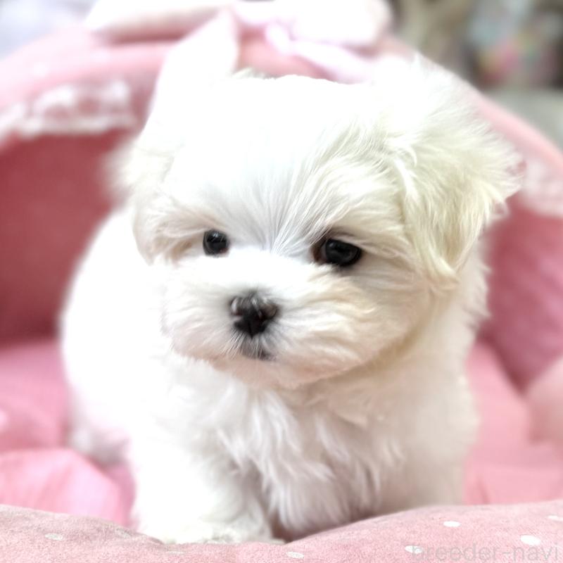 販売中の大阪府のマルチーズ-454245の4枚目