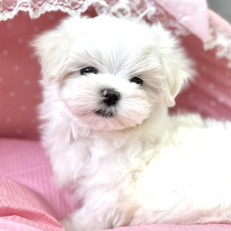 販売中の大阪府のマルチーズ-454245の3枚目