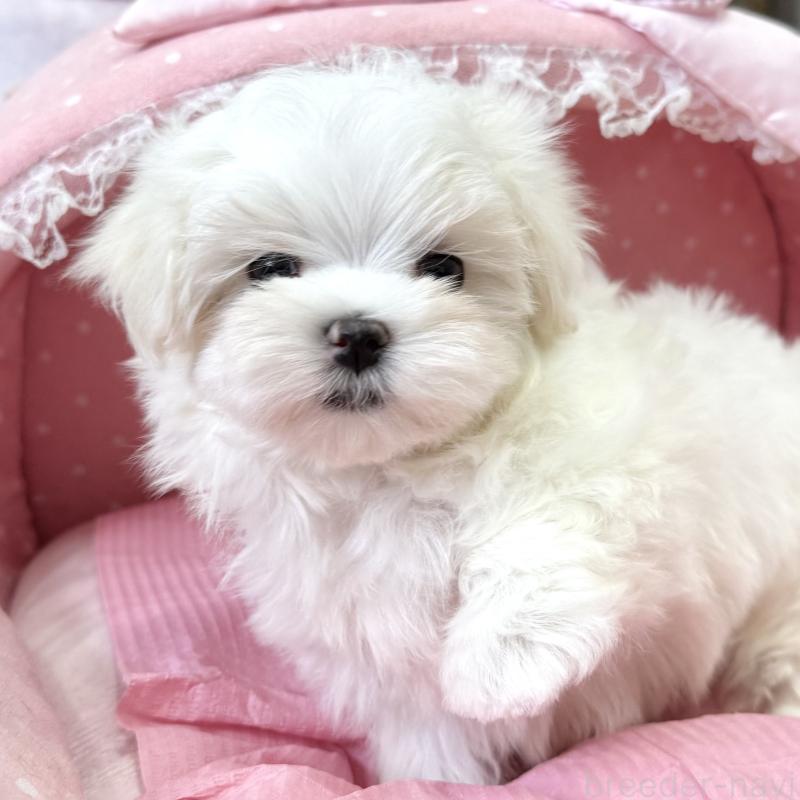 販売中の大阪府のマルチーズ-454245の2枚目