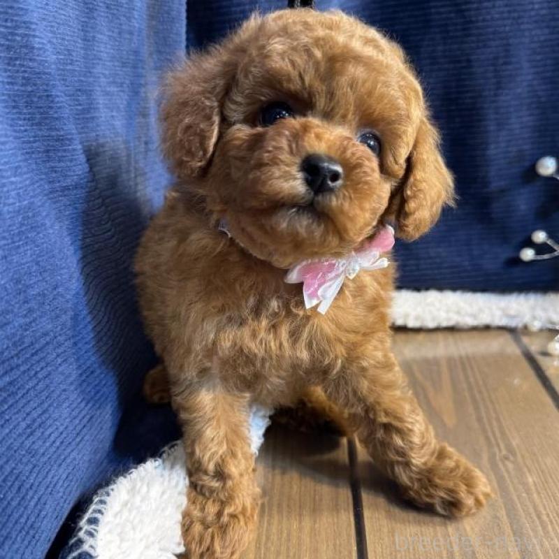 販売中の茨城県のトイプードル-454247の5枚目