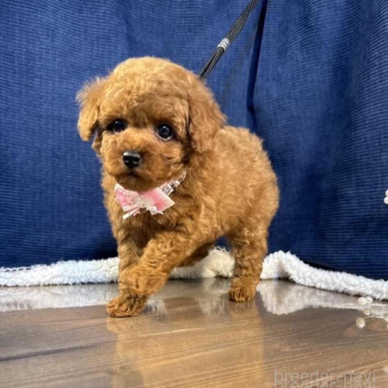 販売中の茨城県のトイプードル-454247の4枚目