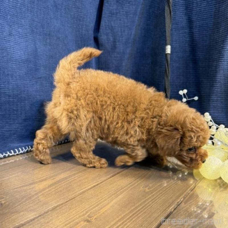 販売中の茨城県のトイプードル-454247の3枚目