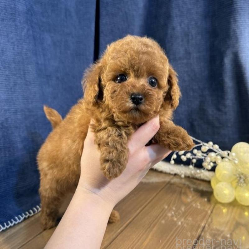 販売中の茨城県のトイプードル-454247の2枚目