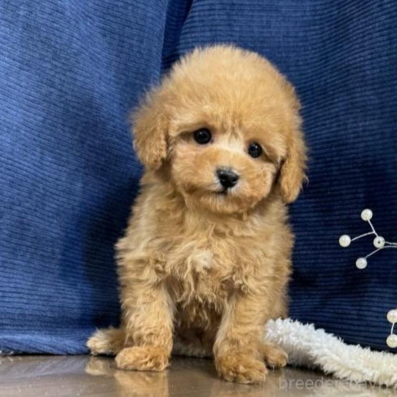 販売中の茨城県のトイプードル-454248の5枚目