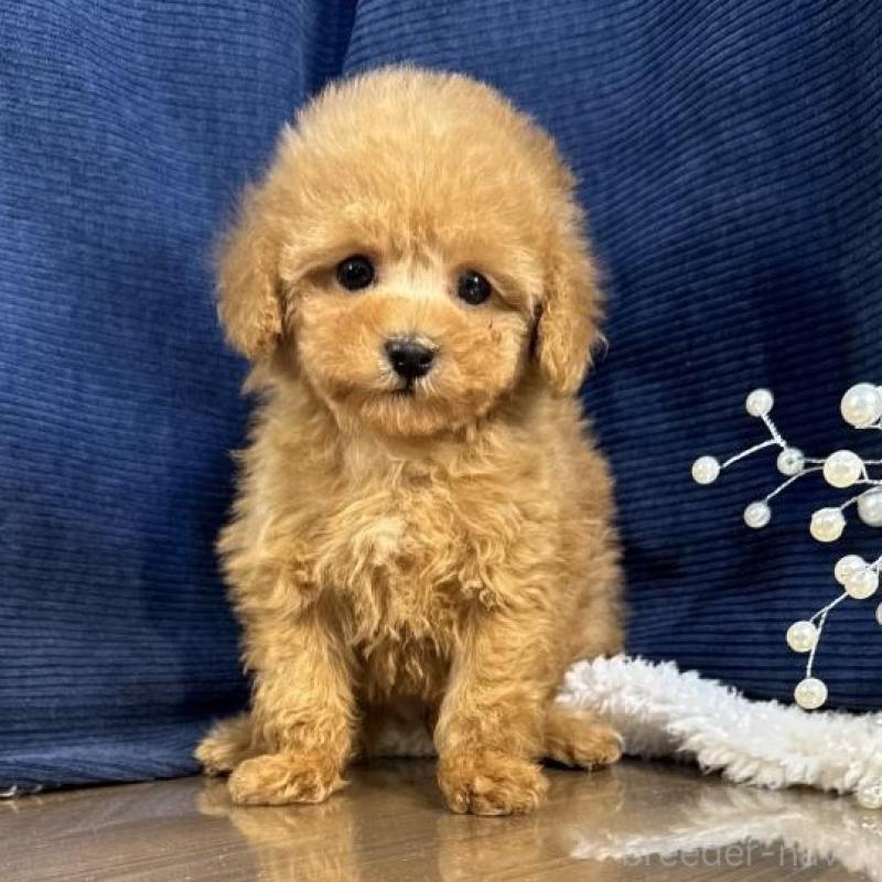 販売中の茨城県のトイプードル-454248の4枚目