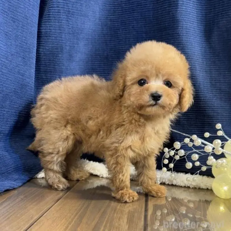 販売中の茨城県のトイプードル-454248の3枚目