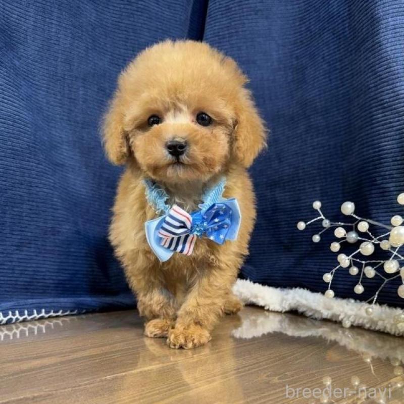 販売中の茨城県のトイプードル-454248の2枚目