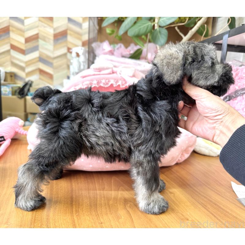 販売中の大阪府のミニチュアシュナウザー-454249の9枚目