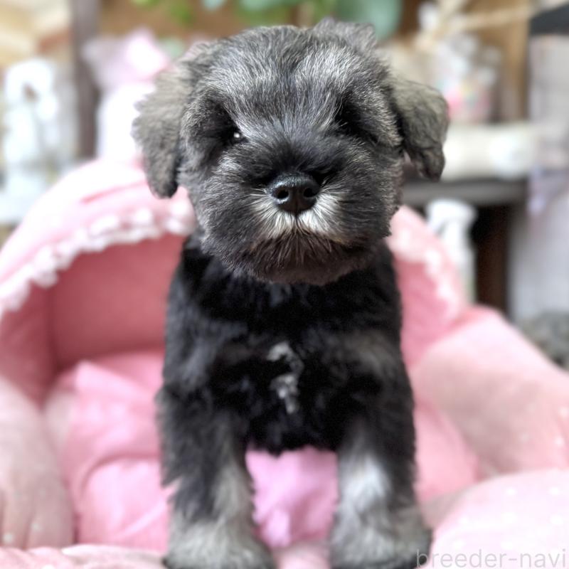 販売中の大阪府のミニチュアシュナウザー-454249の8枚目