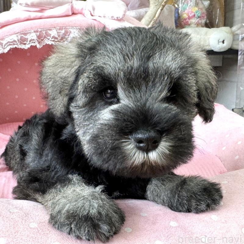 販売中の大阪府のミニチュアシュナウザー-454249の7枚目