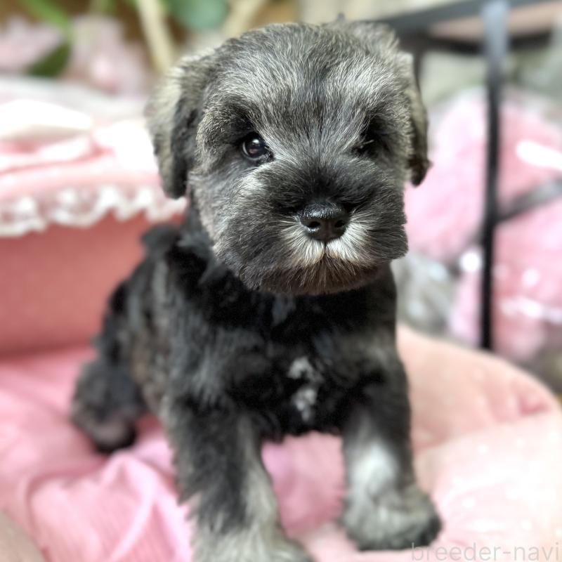 販売中の大阪府のミニチュアシュナウザー-454249の5枚目