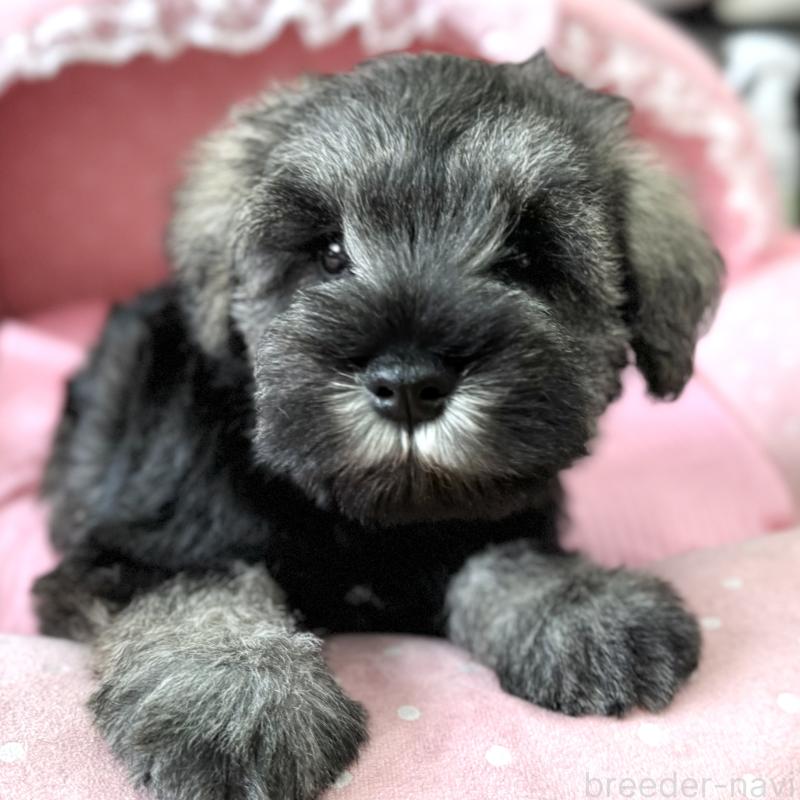 販売中の大阪府のミニチュアシュナウザー-454249の4枚目