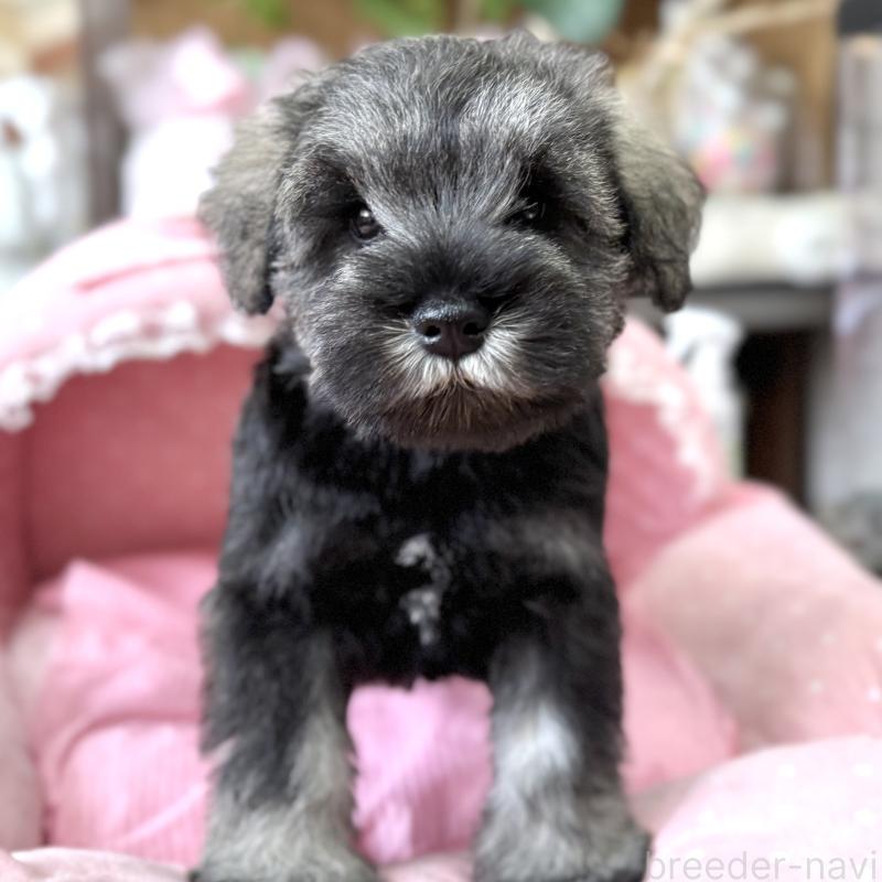 販売中の大阪府のミニチュアシュナウザー-454249の3枚目