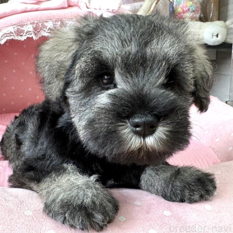 販売中の大阪府のミニチュアシュナウザー-454249の2枚目