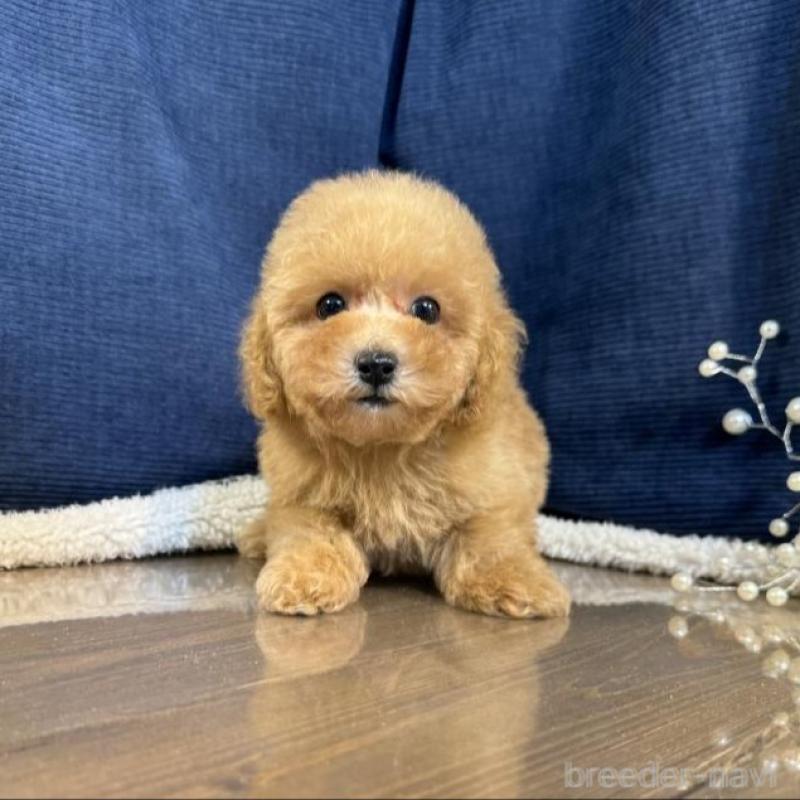 販売中の茨城県のトイプードル-454250の4枚目