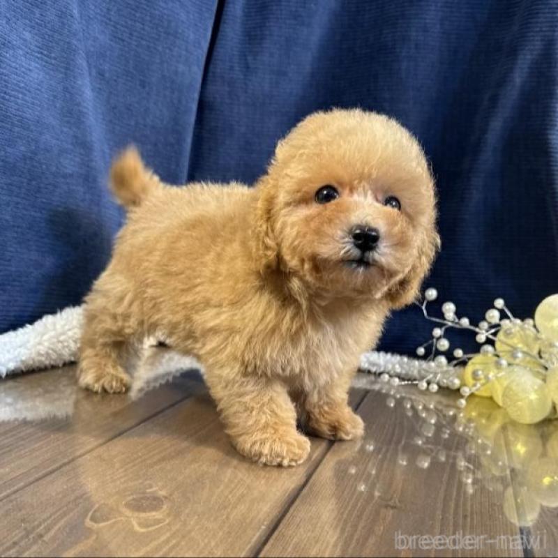 販売中の茨城県のトイプードル-454250の3枚目