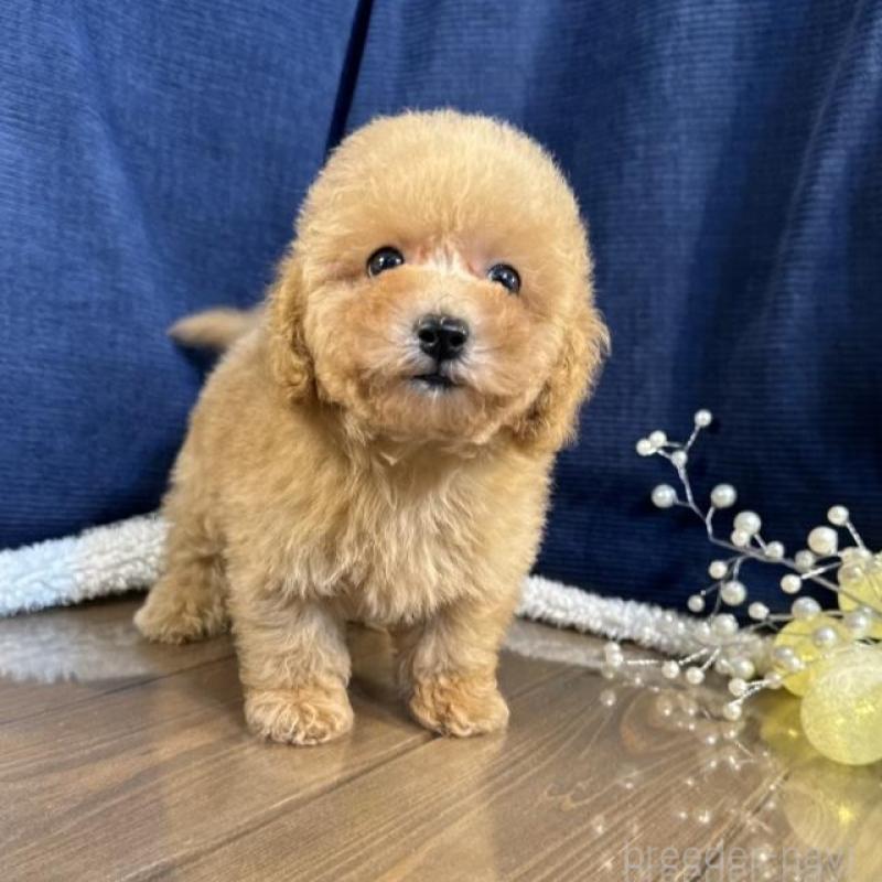 販売中の茨城県のトイプードル-454250の2枚目