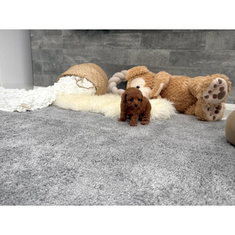 販売中の滋賀県のティーカッププードル-454003の7枚目