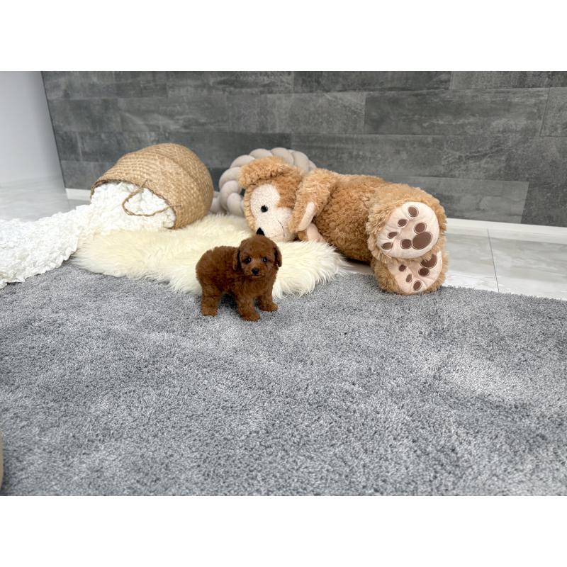 販売中の滋賀県のティーカッププードル-454003の6枚目